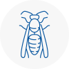 Hebburn Wasp Nest Removal